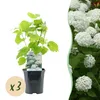 Green boutiQ - Hortensia à plumes - Hydrangea arborescens Voir les images du produit 2