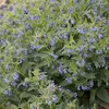 6 x Consoude - Symphytum azureum | Pot 9cm x 9cm Voir les images du produit 1