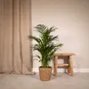 Palmier d'Areca Voir les images du produit 11
