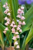 Convallaria majalis 'Rosea', Maiglöckchen, rosa, ca. 9x9 cm Produktbild-Vorschau 1