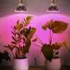 Two potted plants are illuminated by pink grow lights. Produktbild-Vorschau