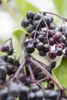 Sambucus nigra, Schwarzer Holunder, 40–60 cm Produktbild-Vorschau 3