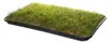 Katzengras Katzenwiese Hundewiese echter Rasen ca 60x40 cm Produktbild-Vorschau 5