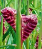 A close-up of a red and white fluffy plant bloom, possibly a Miscanthus, surrounded by green grass blades. Produktbild-Vorschau