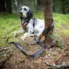 Non-stop dogwear Hundeleine Touring Bungee Leash Produktbild-Vorschau 8