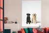 MuchoWow® Poster Zwei Labrador Retriever zusammen im Studio Produktbild-Vorschau 3