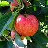 Malus domestica 'Gala', jabloň, 1,5 l kvetináč Náhľad obrázku produktu 5