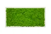 Moosbild mit echtem Islandmoos (weiß 100x35 cm) Produktbild-Vorschau 2