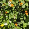 Schwarzäugige Susanne Mischung Samen - Thunbergia alata - Produktbild-Vorschau 3