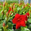 Plants by Frank | 6 Dipladenia Red Pflanzen | Mandevilla | Produktbild-Vorschau 3