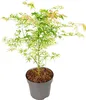 A potted Japanese Maple tree with variegated leaves. Podgląd zdjęcia produktu