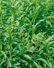 Ligustrum vulgare, Gewöhnlicher Liguster, 125–150 cm Produktbild-Vorschau 14