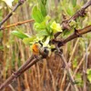 Bacca di Kamchatka Honeybee 1L Anteprima dell’immagine prodotto 6