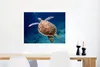 MuchoWow® Poster Eine unter Wasser schwimmende Schildkröte Produktbild-Vorschau 4