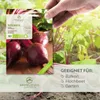 Rote Beete Samen (Detroit Globe, 50 Korn) - Rote Bete Produktbild-Vorschau 2
