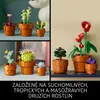 Miniaturn rostliny Náhled obrázku produktu 26