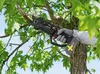 PARKSIDE PERFORMANCE® 20 V Akku-Astschere, ohne Akku und Produktbild-Vorschau 3
