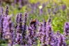 Agastache rugosa 'Black Adder', Duftnessel, violett, ca. Produktbild-Vorschau 9