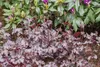 Heuchera micrantha 'Stormy Seas', Purpurglöckchen, ca. Produktbild-Vorschau 1