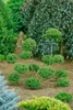 Ilex crenata 'Convexa', Japanische Stechpalme, immergrün, Produktbild-Vorschau 11