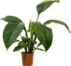 1x Spathiphyllum Sensation P24 H120 Produktbild-Vorschau 1