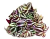 Exotenherz Dreimasterblume Tradescantia zebrina Produktbild-Vorschau 2
