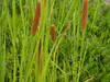 Schmalblättrige Rohrkolben, Cont. 0,5 l Produktbild-Vorschau 6