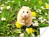 MuchoWow® Poster Hamster zwischen Blumen 120x90 cm - Produktbild-Vorschau 1