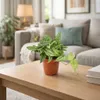 Monstera Siltepecana 20-30 cm - Snadno udržovatelná Náhled obrázku produktu 5