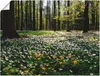 ARTland Poster Frühlingswald bedeckt mit Windröschen Größe: Produktbild-Vorschau 1
