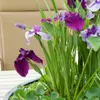 3er Set - Iris Kaempferi - Japanische Sumpf-Schwertlilie - Produktbild-Vorschau 1