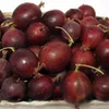 Angrešt Červený Hinnonmaki Rot 2L Náhled obrázku produktu 6