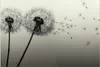 Küchenrückwand Spritzschutz Glas mit Motiv Pusteblume Produktbild-Vorschau 3