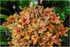 Stauden Gänge 1 x Heucherella Hybride 'Brass Lantern' im 1 Produktbild-Vorschau 1