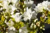 Rhododendron obtusum 'Kermesina Alba', weiß, 20–25 cm Produktbild-Vorschau 4