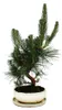 Bonsaj - Pinus thunbergii - japonská borovice černá - stáří Náhled obrázku produktu 3
