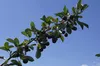 Prunus 'Athos'® Jedinečný čerešňový ker, 3 l kvetináč Náhľad obrázku produktu 5