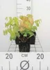 6 x Epimedium versicolor 'Sulphureum' - Fleur de lierre - Voir les images du produit 1