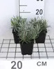6 x Lavandula int. 'Dutch' - Lavanda - vaso 9 x 9 cm Anteprima dell’immagine prodotto 1