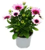 Cape basket – Osteospermum ecklonis – kvetináč 11 cm – sada Náhľad obrázku produktu 4