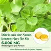 Huile d'origan sauvage 6000mg, huile de nigelle, carvacrol, Voir les images du produit 7