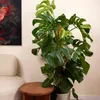 Bloomique - Monstera Deliciosa - z tyczką mchu - roślina Podgląd zdjęcia produktu 2
