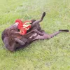 Beeztees Oktopus Amy - Hundespielzeug - Plüsch - Rot - Produktbild-Vorschau 4
