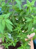 Enseleits 3er Set Zitronenstrauch, Zitronenverbene, Aloysia Produktbild-Vorschau 4