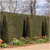 Plants by Frank | 6 Eiben Pflanzen | Taxus Baccata | Produktbild-Vorschau 2