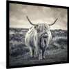 MuchoWow® Gerahmtes Poster Schottischer Hochländer - Tiere Produktbild-Vorschau 1