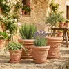 A collection of terracotta pots with plants on a stone patio. Produktbild-Vorschau