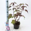 XXL Hibiscus moscheutos CAROUSEL Pink Candy Hibiskus Podgląd zdjęcia produktu 2