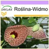 SAFLAX - Roślina-Widmo - 80 Nasiona - Aristolochia Podgląd zdjęcia produktu 10