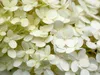 Calvendo Weiße Hortensie 1000 Teile Puzzle quer 640x480mm, Produktbild-Vorschau 2